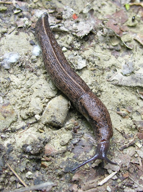 Tandonia rustica (Millet, 1843)